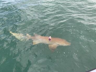 Bonita Springs Report Photo 2