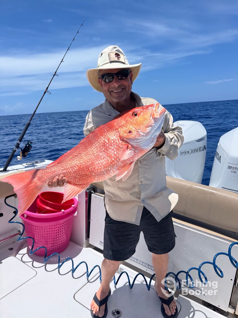 American Red Snapper