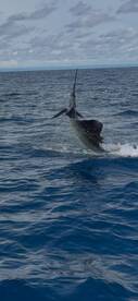 Sailfish Fishing on Cartagena Colombia
