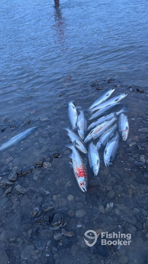 Kasilof Report Photo 0