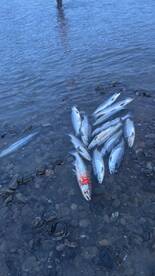 Super super hot Red “Sockeye” Salmon fis