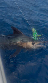 Frist blue marlin of the summer