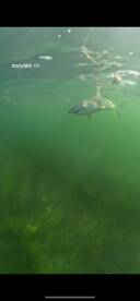 Big tiger shark!
