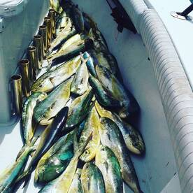 Now is the time to catch Dolphin. Aug. a