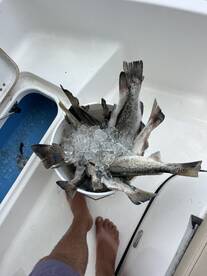 Slot reds and lots of trout