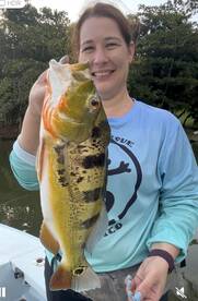 Peacock bass fishing