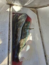 Bamfield Report Photo 1