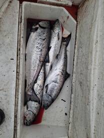 Bamfield Report Photo 3