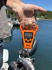 Bamfield Report Photo 4