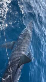 Late June monster mako fishing cant get