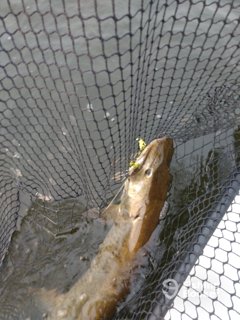 MN muskie guide