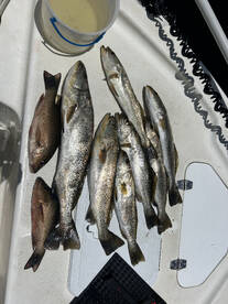 Punta Gorda Report Photo 1