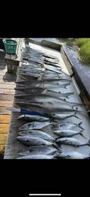 Calabash Report Photo 1