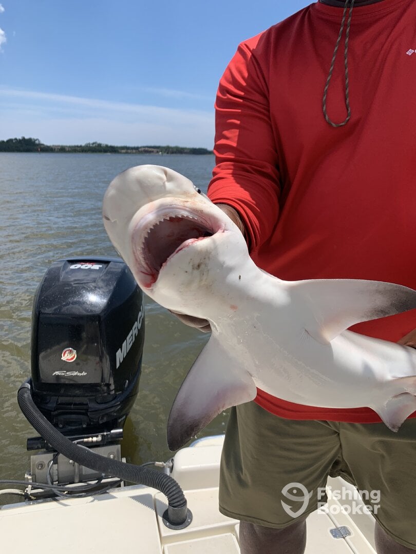 Gulf Shores Report Photo 0