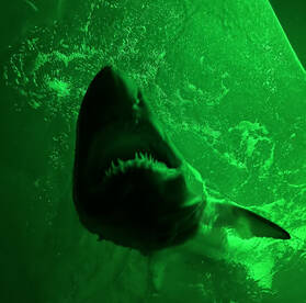 5 ft Sand Tiger
