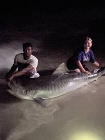 4 giant sharks yesterday