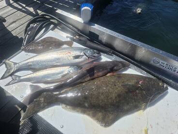 Halibut, salmon, flounder and shark