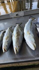 D'Iberville Report Photo 2