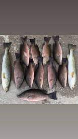 Punta Gorda Report Photo 1