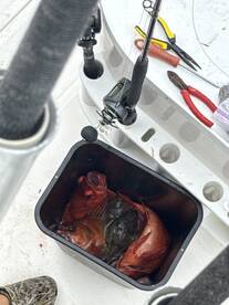 Catalina Island Report Photo 1