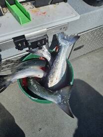 Ocean Coho Explode For Holiday Fireworks