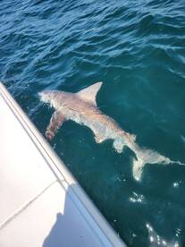 Mastic Report Photo 2