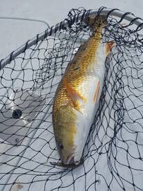 Jacksonville Giants!