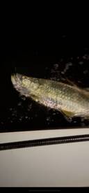 Boca Ciega Bay Report Photo 4