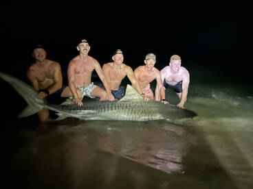 20 tiger sharks caught last week