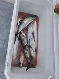 San Jose del Cabo Report Photo 2