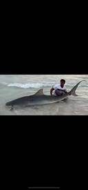 13 foot male tiger shark caught