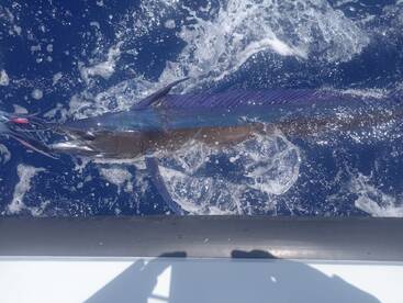 Funchal Report Photo 1