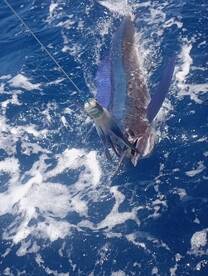 Madeira Report Photo 2