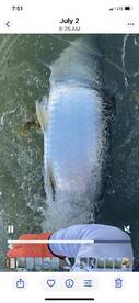 Tarpon, Bonefish, Snook and Bones