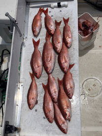 Gulf Breeze Report Photo 3
