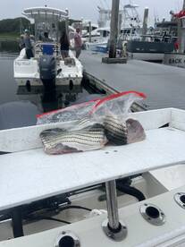 Cape Cod Report Photo 2