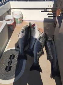 Montauk Report Photo 1