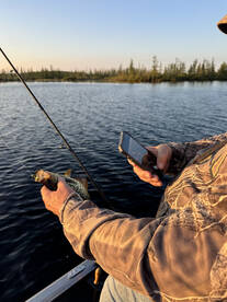 The pan fishing has been great this year