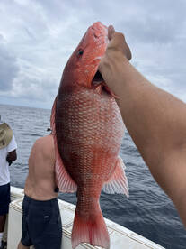 Red Snapper Season july 11th is open