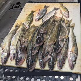 Afternoon Walleye Action 