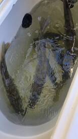 Lakeside Marblehead Report Photo 2