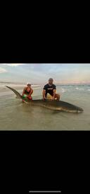 12 foot tiger shark at sunset 
