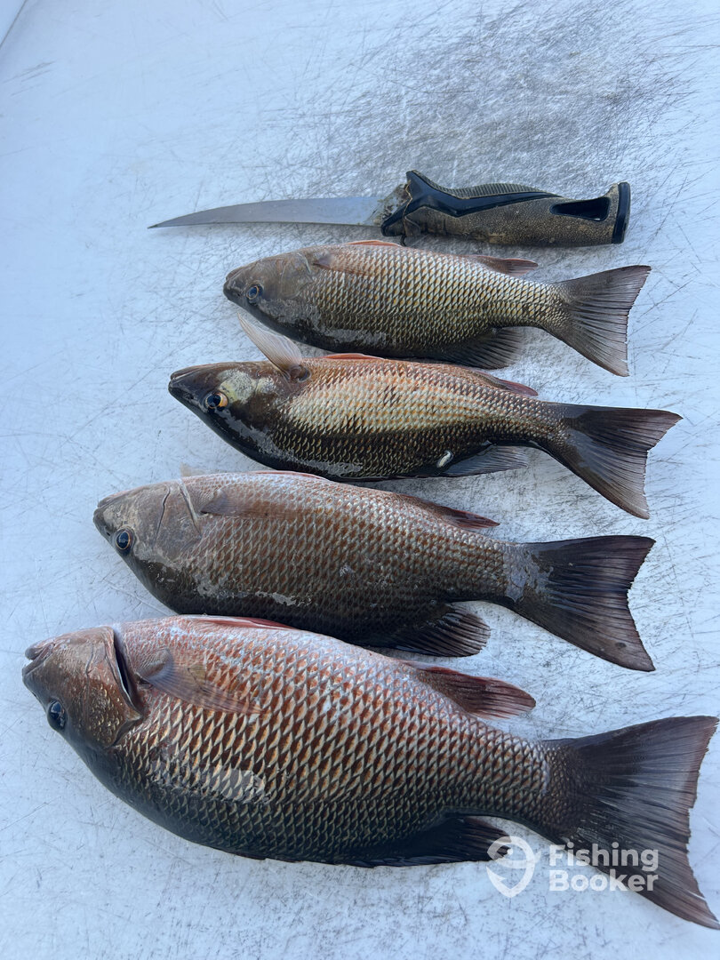Cape Coral Report Photo 0