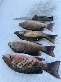 Snapper 