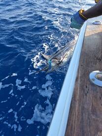 Vanuatu Report Photo 1