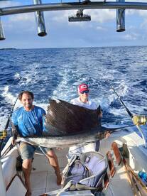 Early morning bite with a great sailfish