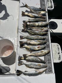 Manatee County Report Photo 3