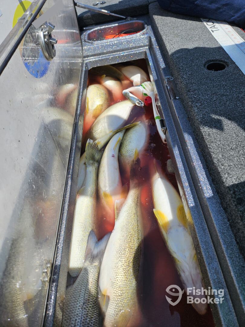 Full box of Lake Erie walleye with Captain Destin