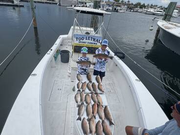 Grey snappers galore 