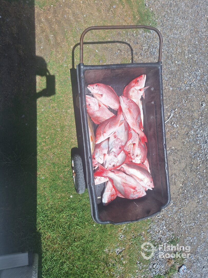 Snapper every drop